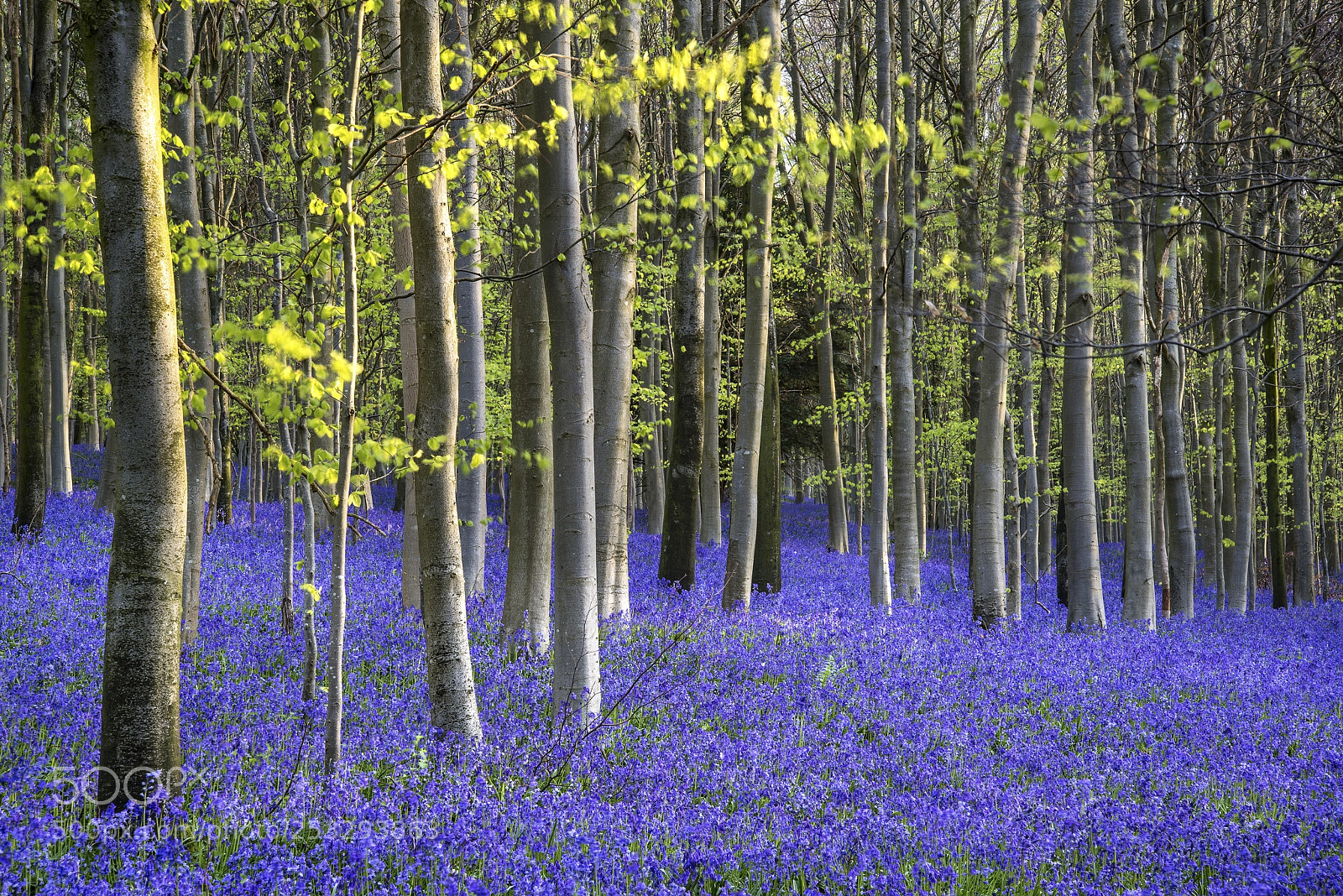 Nikon D600 sample photo. Colorful vibrant bluebell landscape photography