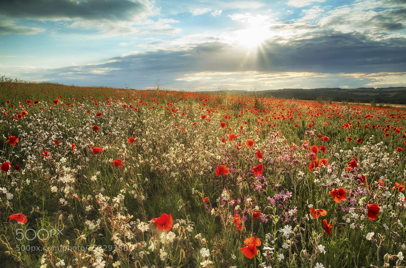 Nikon D600 sample photo. Beautiful poppy field landscape photography
