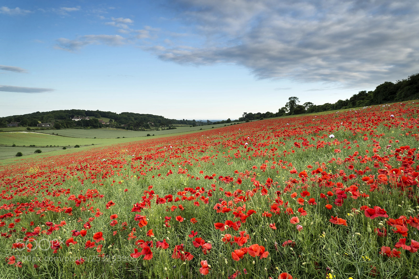 Nikon D600 sample photo. Stunning poppy field landscape photography