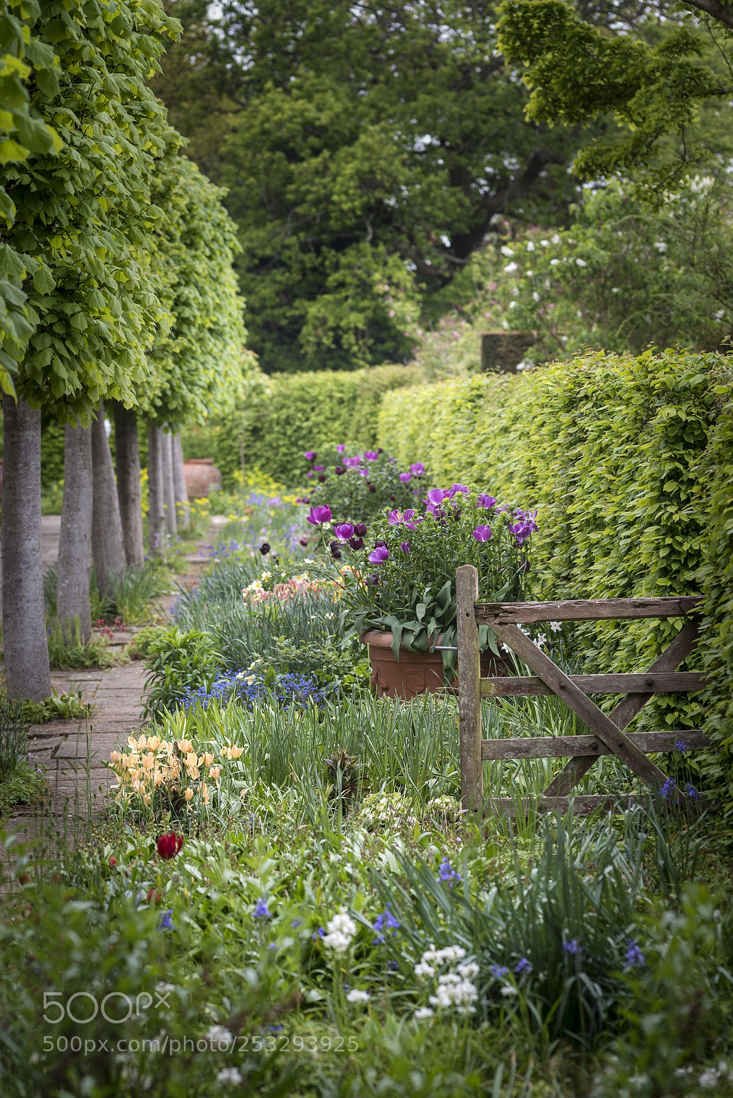 Nikon D800 sample photo. Quintessential vibrant english country photography