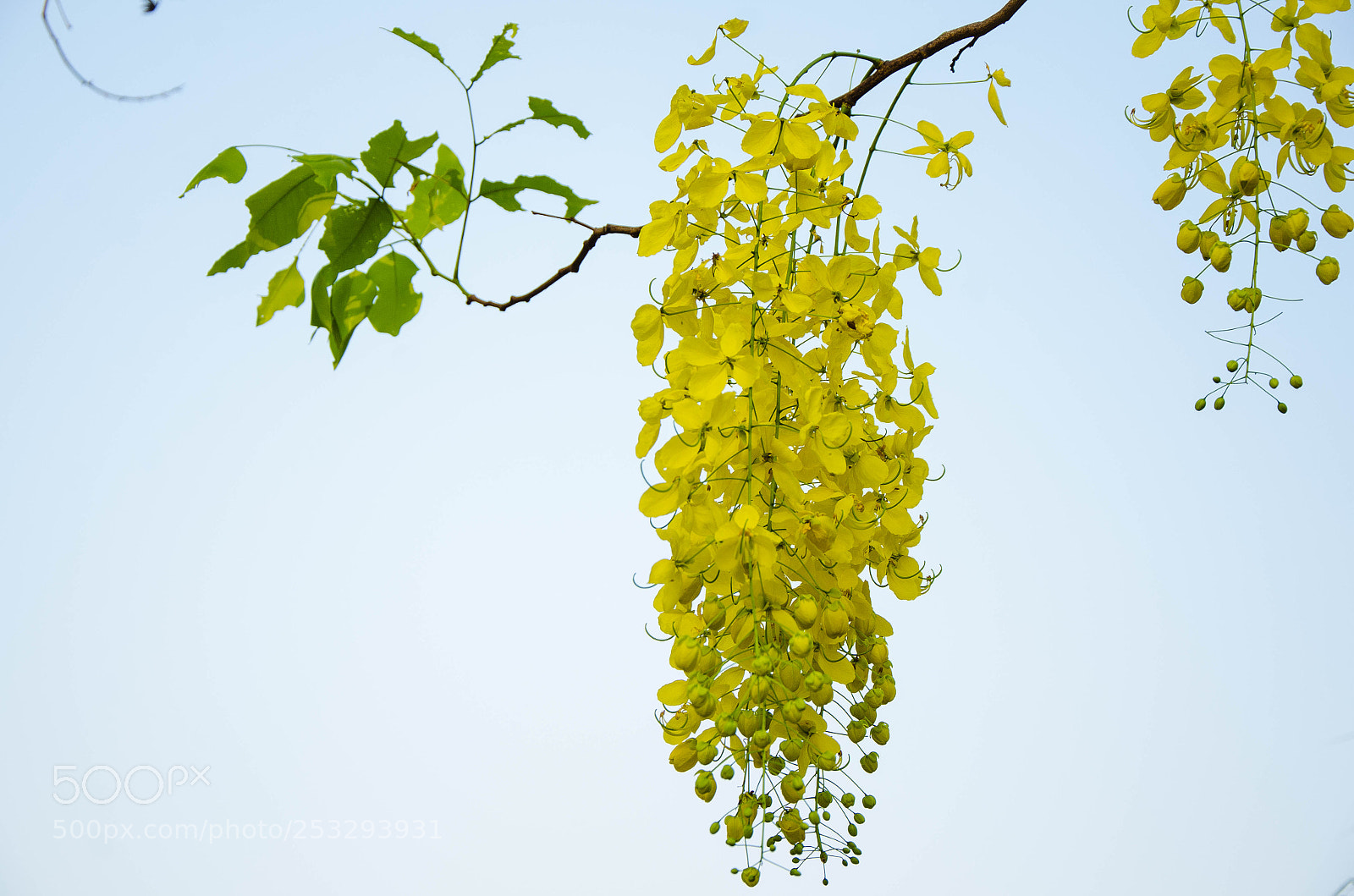 Nikon D7000 sample photo. Bouquet nature photography