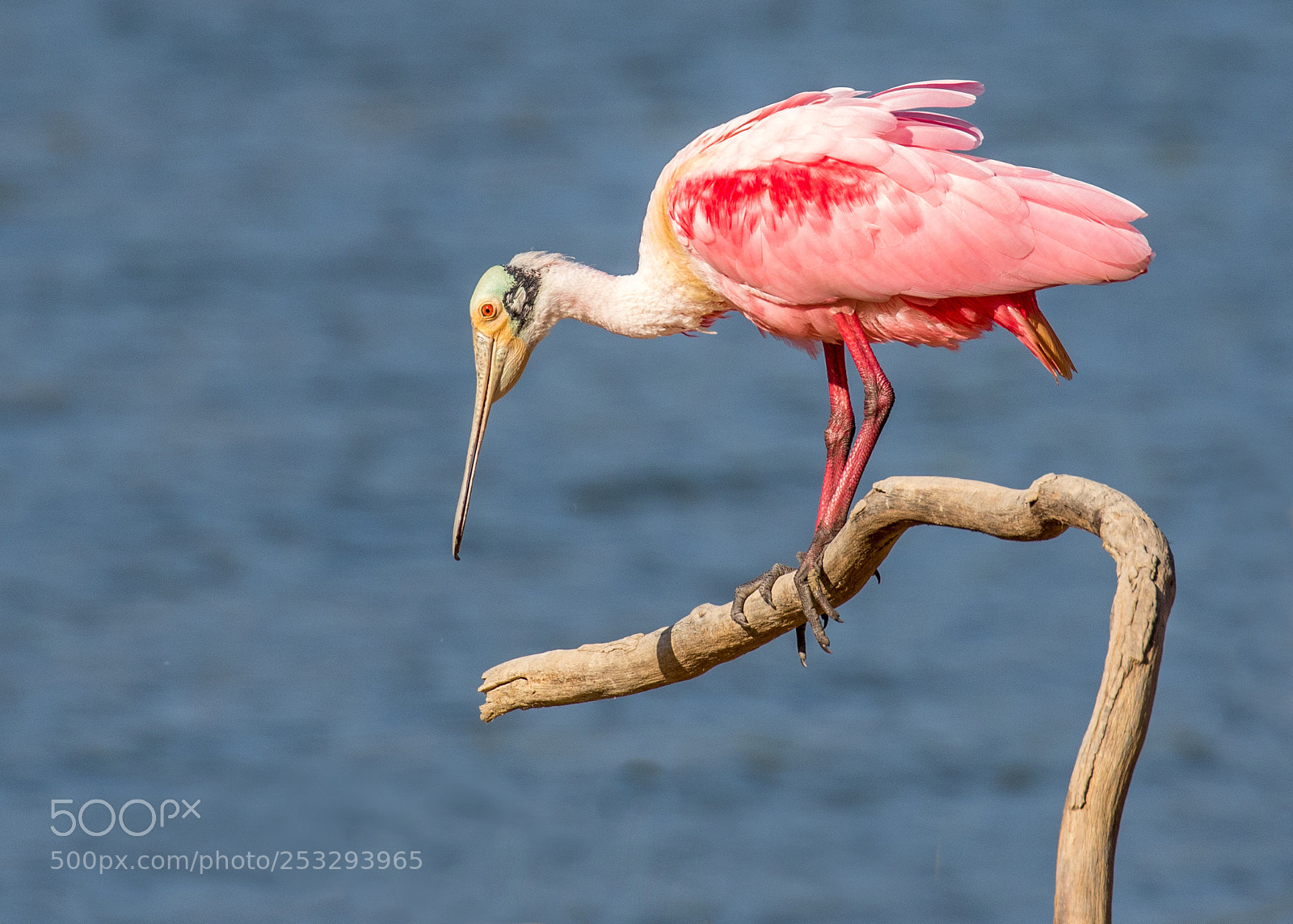 Canon EOS 7D Mark II sample photo. Roseate spoonbill photography