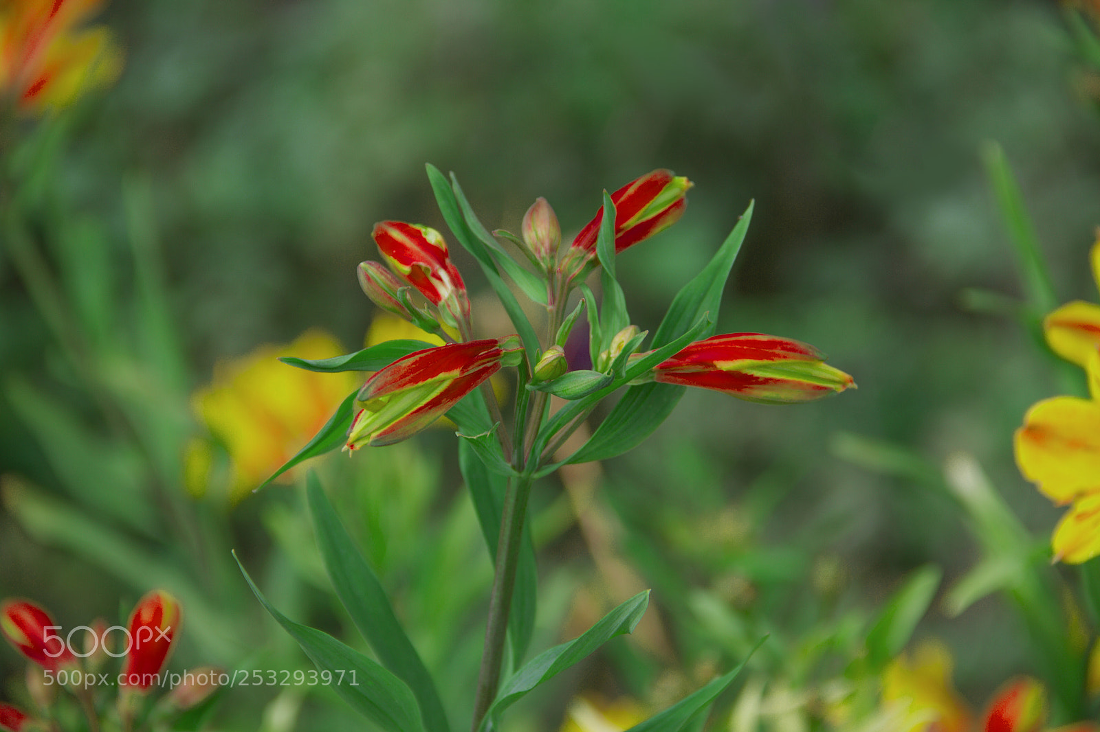 Canon EOS 7D sample photo. Flowers photography