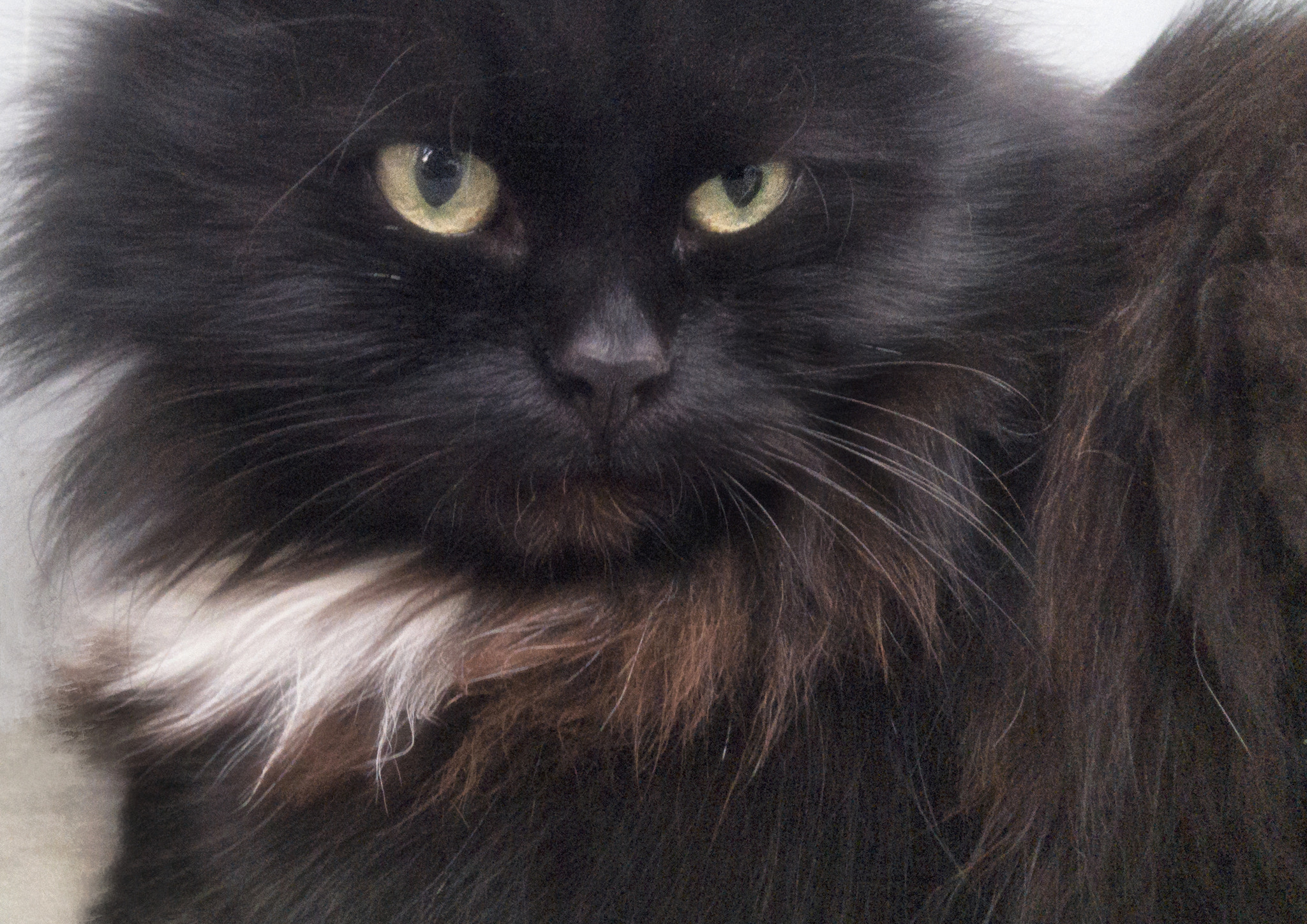 Nokia Lumia 1520 sample photo. Cat close up photography