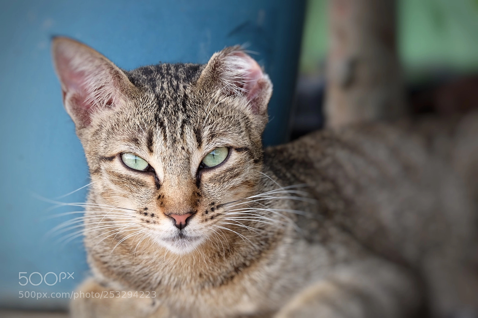 Fujifilm X-T10 sample photo. Pussy photography