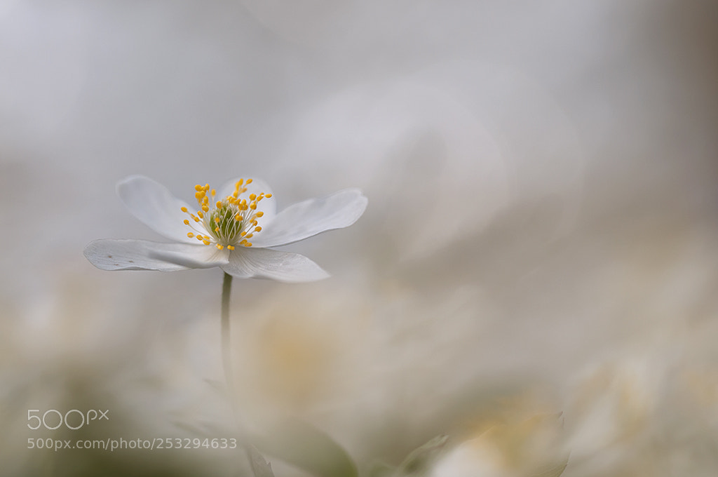 Nikon D300 sample photo. Anemone photography