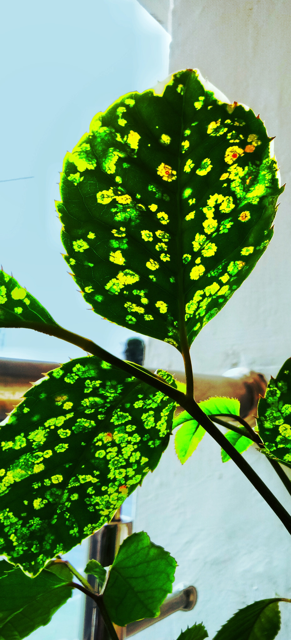 vivo 1601 sample photo. Leaf photography