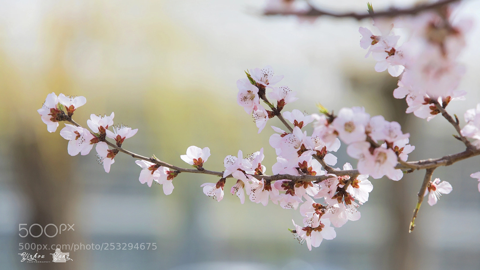 Canon EOS 5D Mark IV sample photo. Spring blossom photography