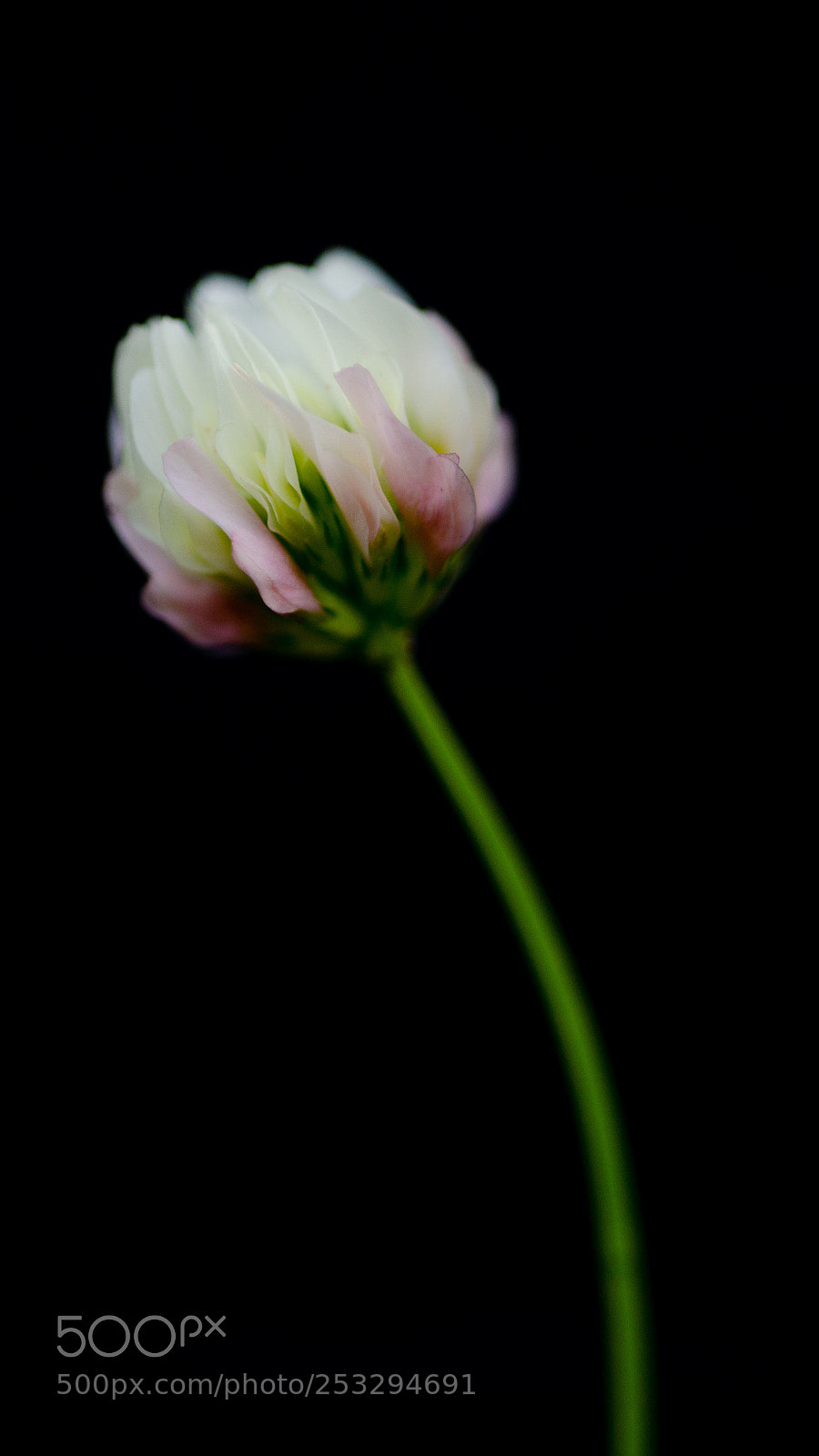 Nikon D5100 sample photo. Bianca photography