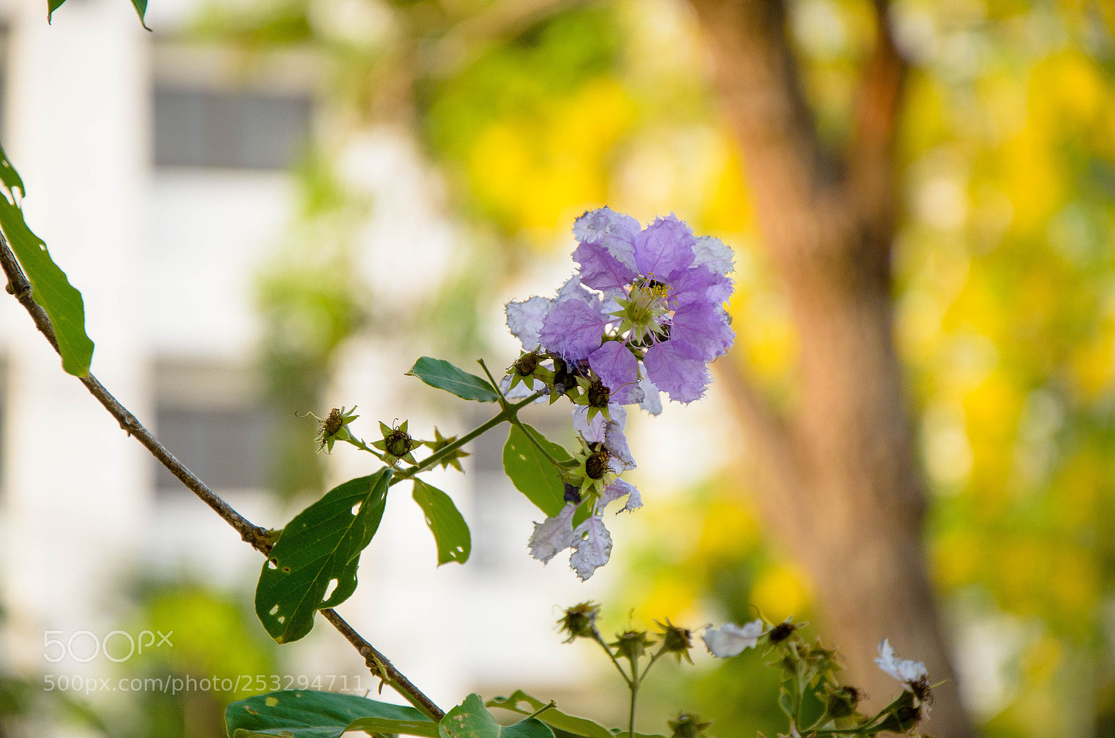 Nikon D7000 sample photo. Greetings photography