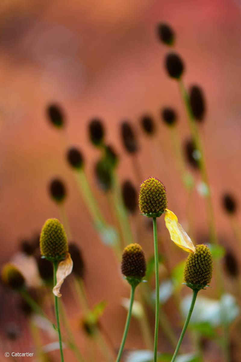 Nikon AF-S Micro-Nikkor 105mm F2.8G IF-ED VR sample photo. Fin d'automne photography