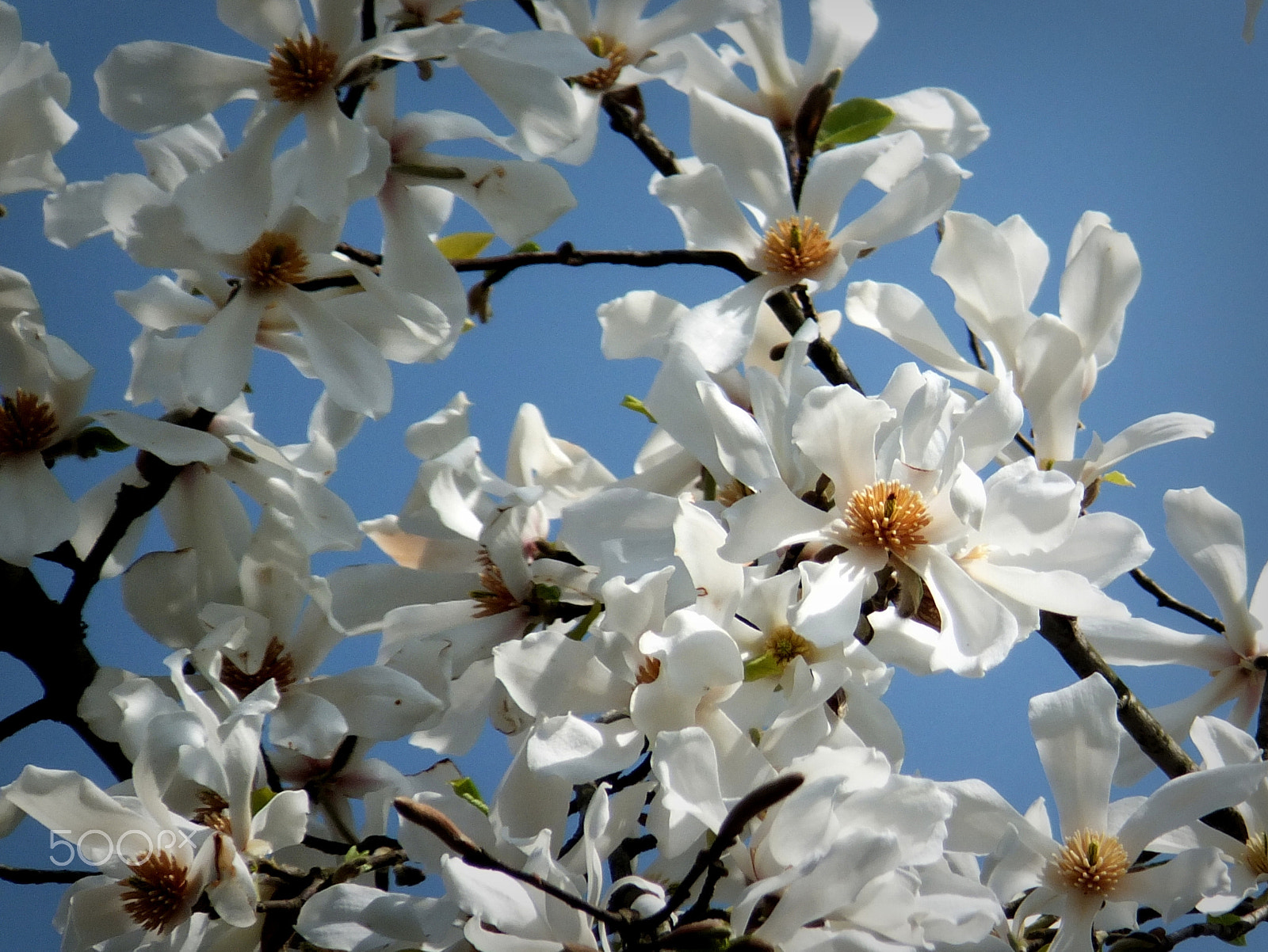 Fujifilm FinePix F750EXR sample photo. The magic of the white magnolia photography