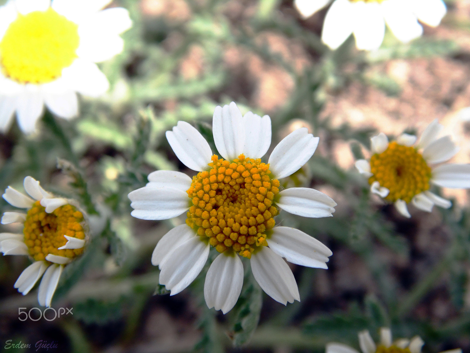 Samsung WB110/  WB111 sample photo. Papatya photography
