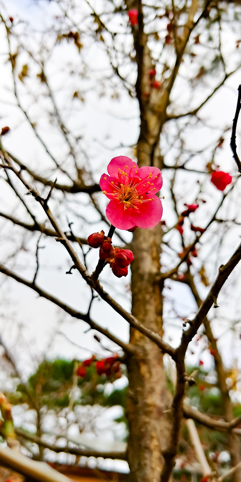 LG M-V300K sample photo. Japanese apricot flower(pink) photography