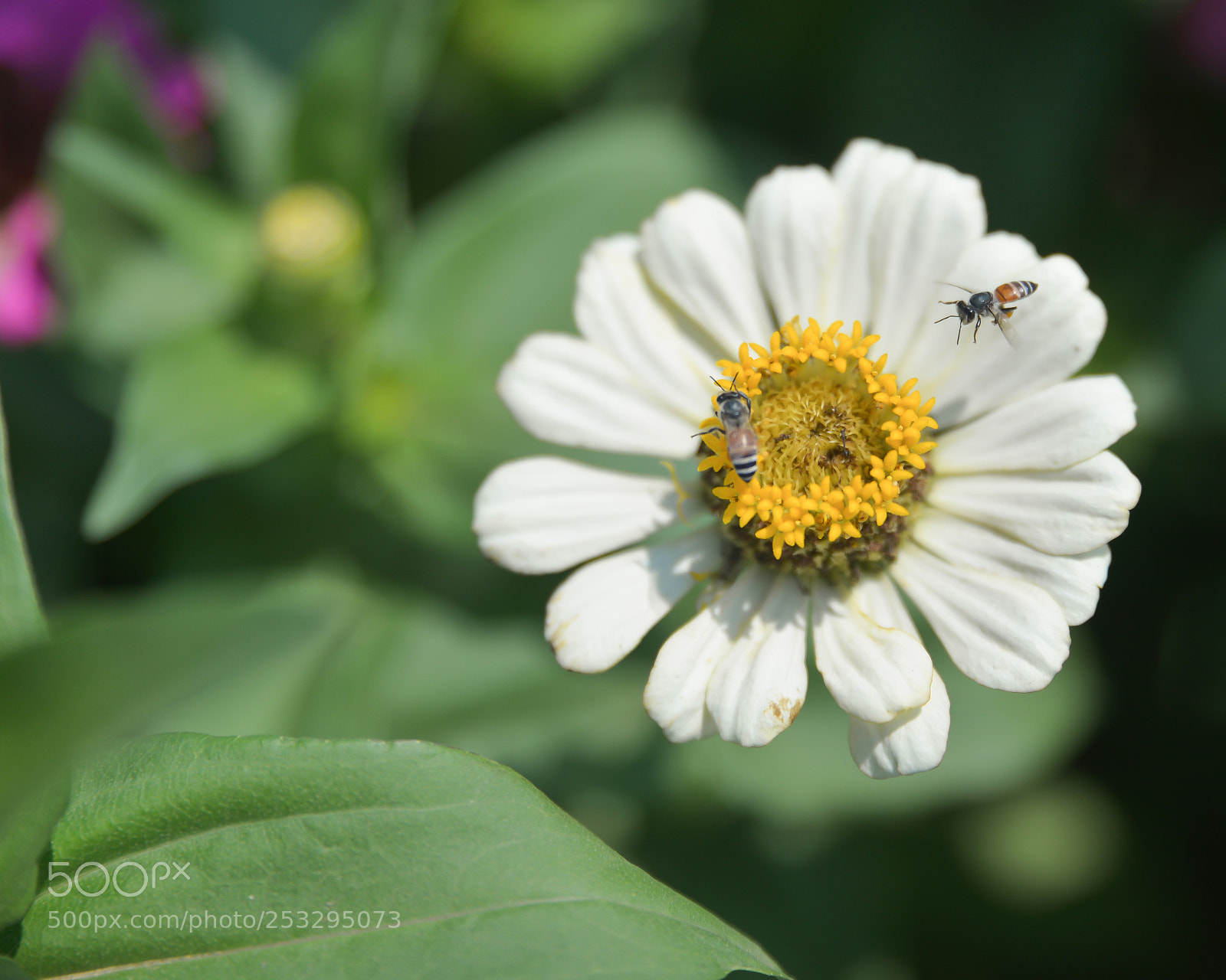 Nikon D610 sample photo. Flower photography