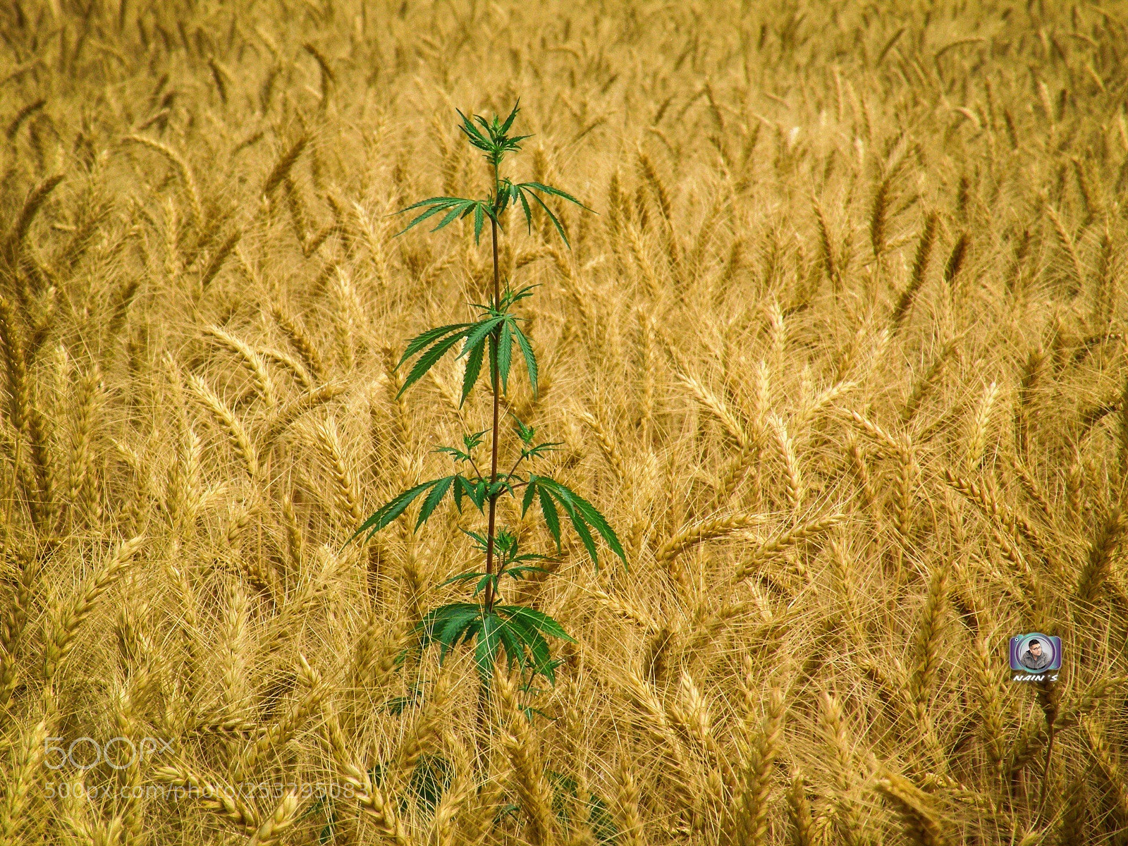 Nikon Coolpix P80 sample photo. Plant in wheat crop...

 photography