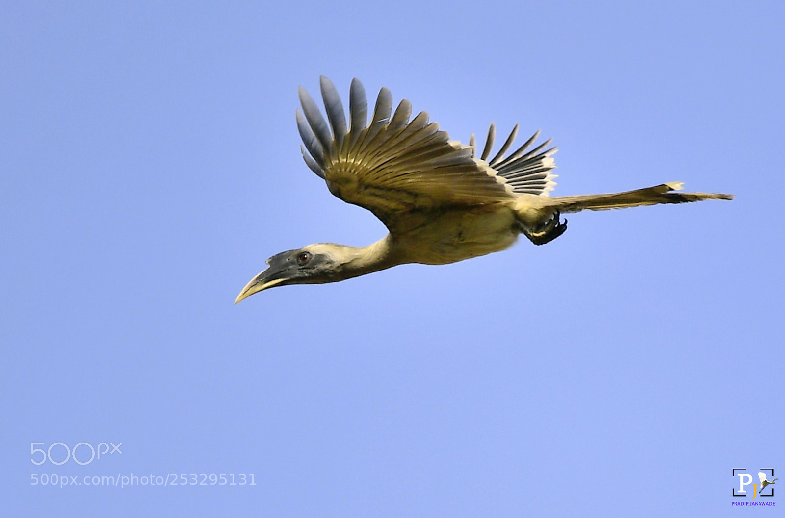 Nikon D5 sample photo. Grey hornbill, photography