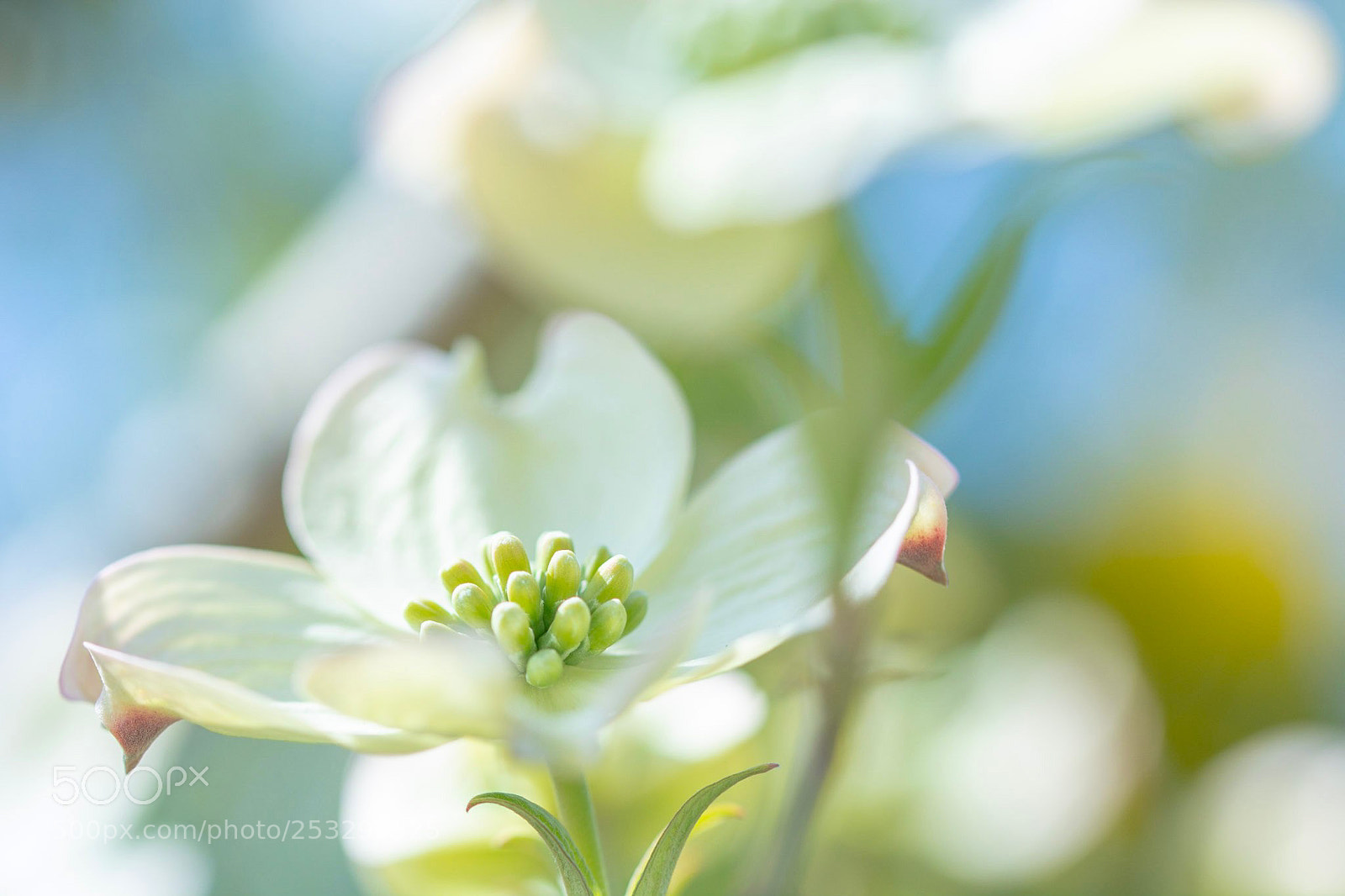 Nikon D7100 sample photo. Dogwood photography