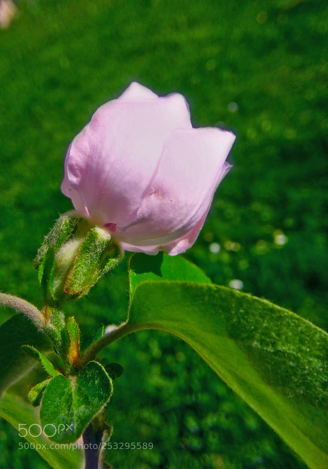 Samsung Galaxy Note2 sample photo. Quince flower photography
