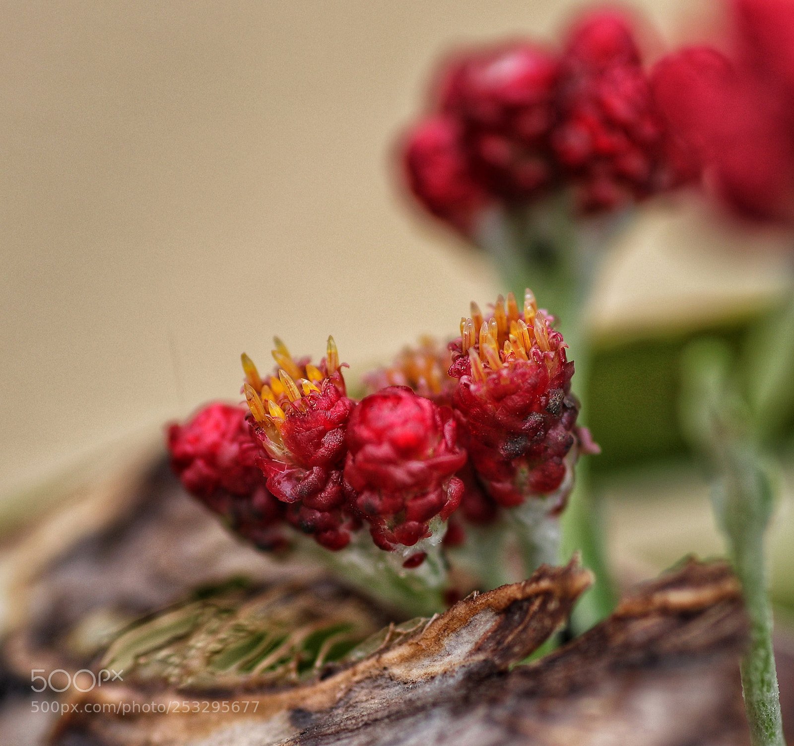 Canon EOS 80D sample photo. Red photography