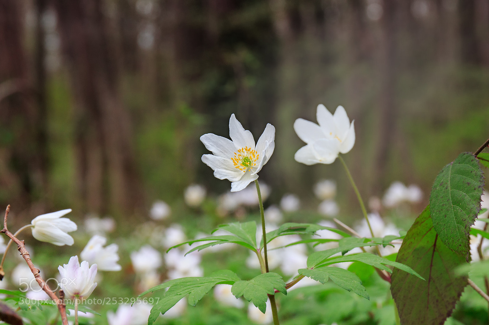Canon EOS 7D Mark II sample photo. Ka photography