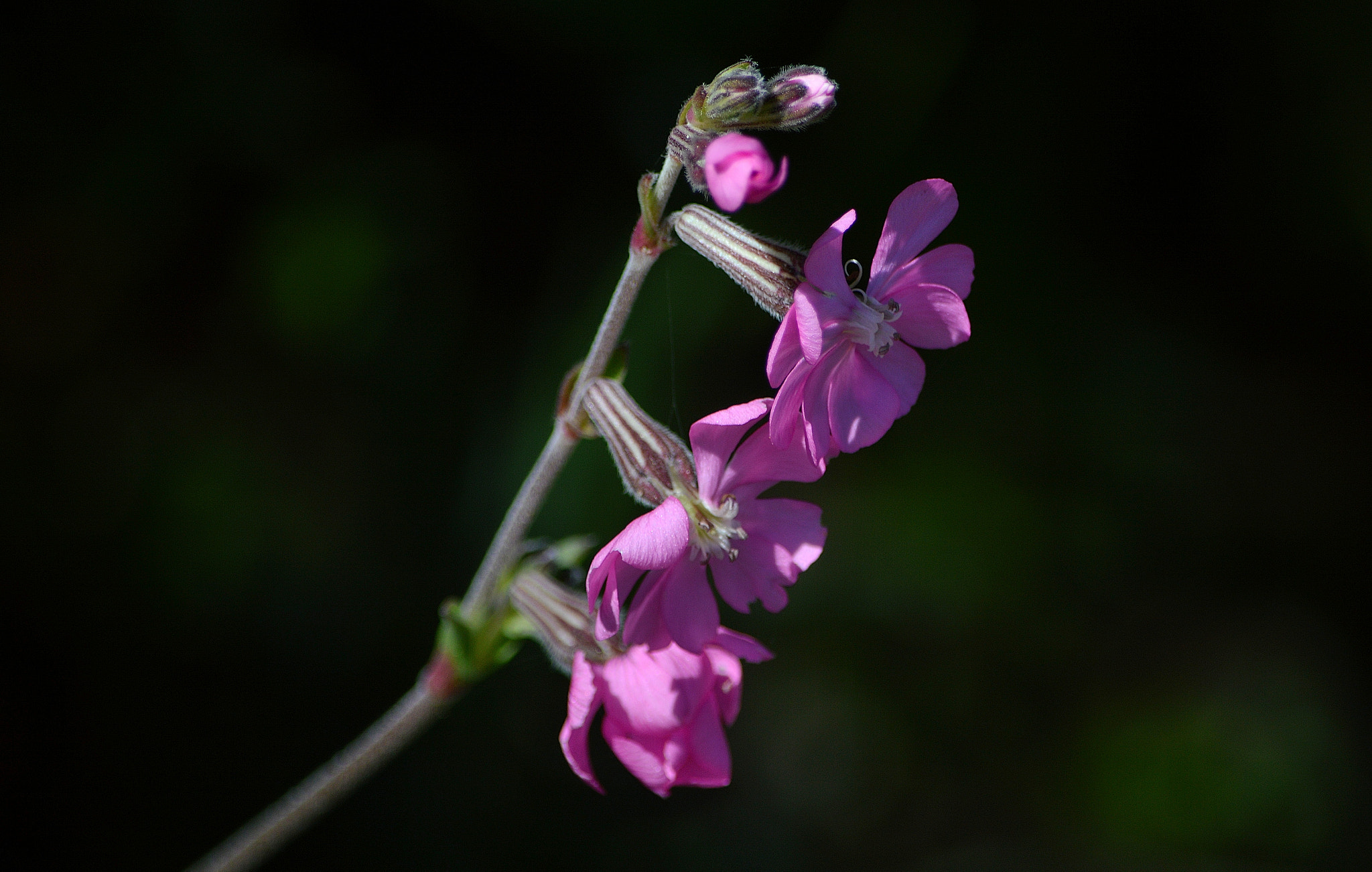 Nikon D3200 sample photo. Wildflowers photography