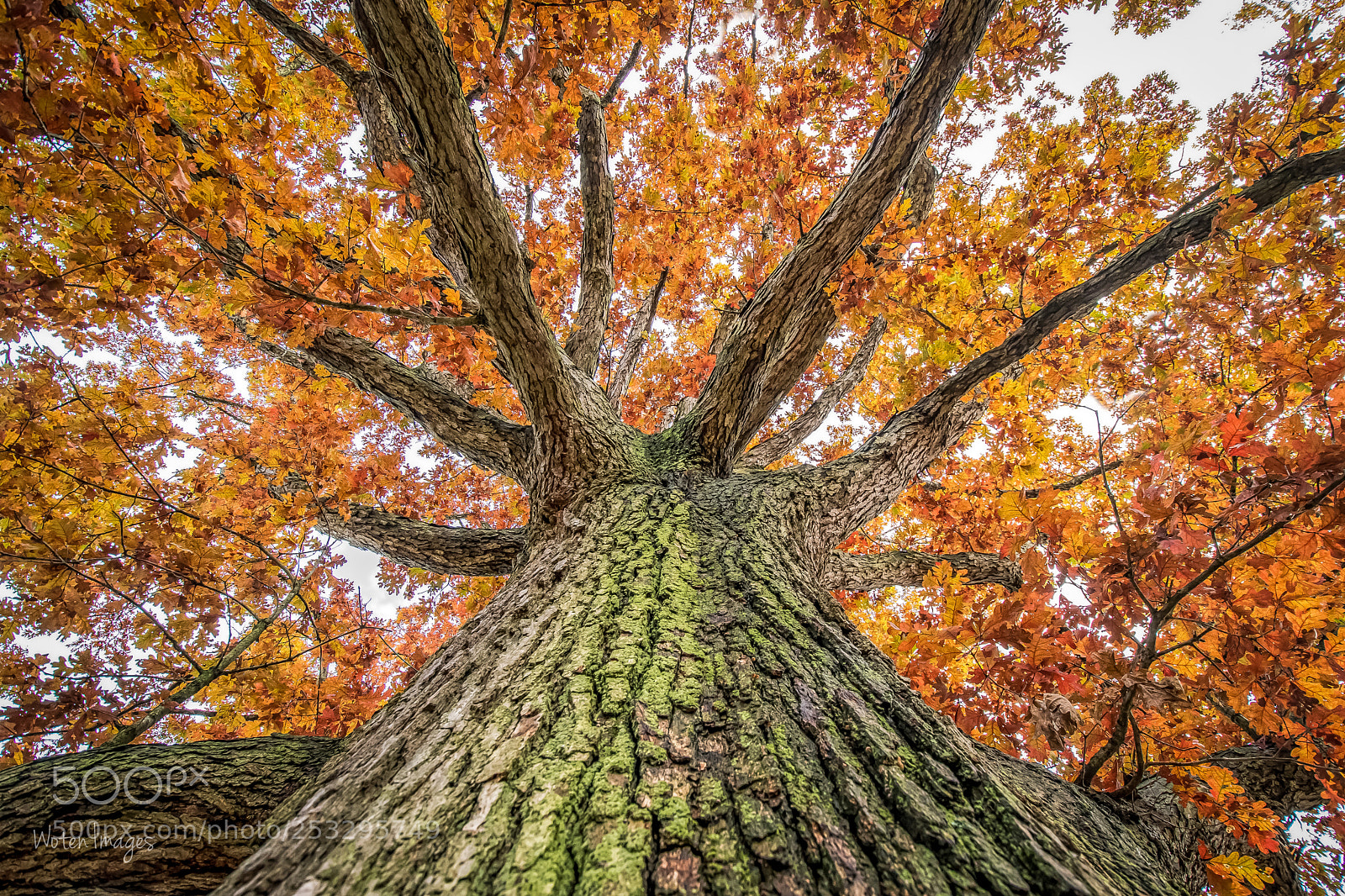 Nikon D500 sample photo. Look up at fall photography