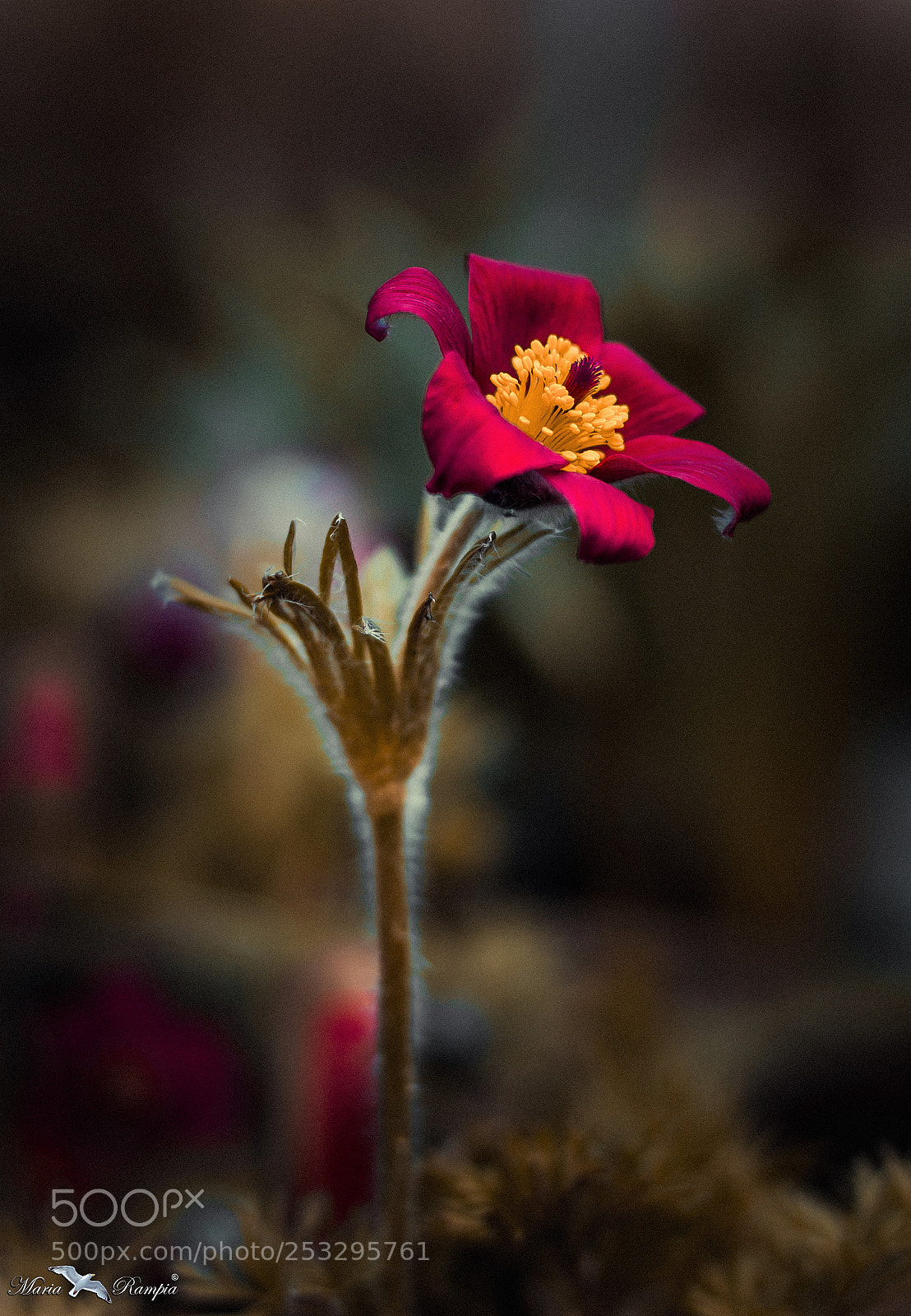 Canon EOS 70D sample photo. Looking bright photography