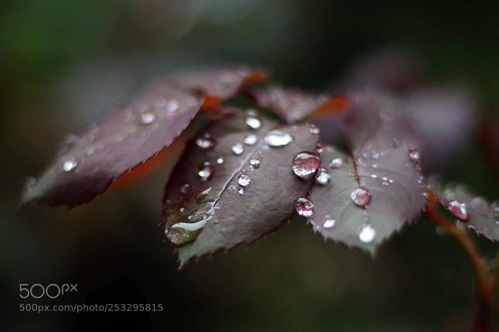 Canon EOS 70D sample photo. Untitled photography