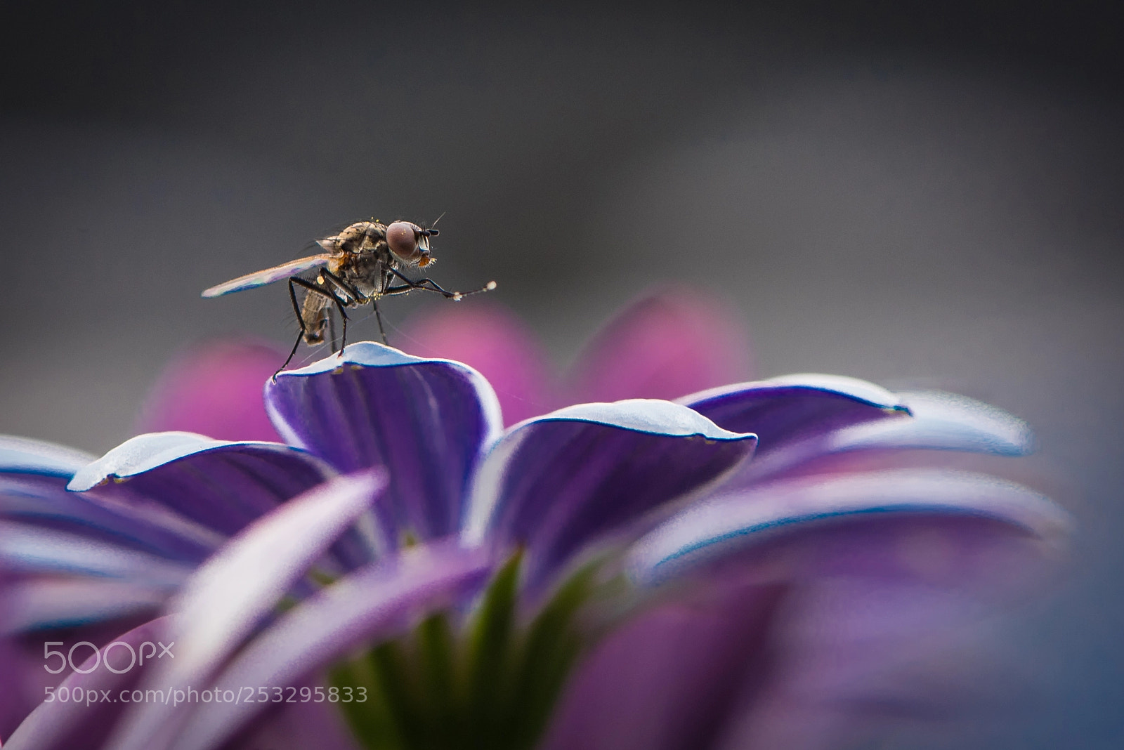 Nikon D750 sample photo. Insect photography