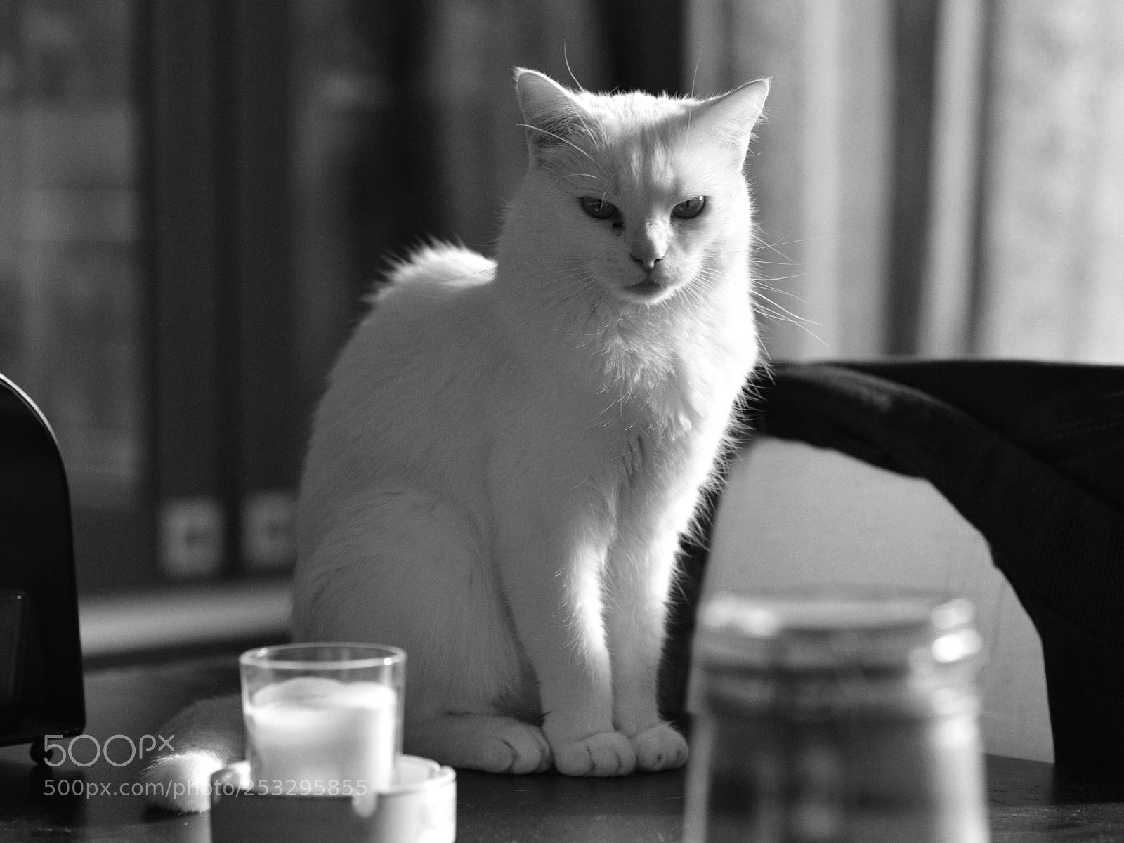 Nikon D600 sample photo. White cat with a photography