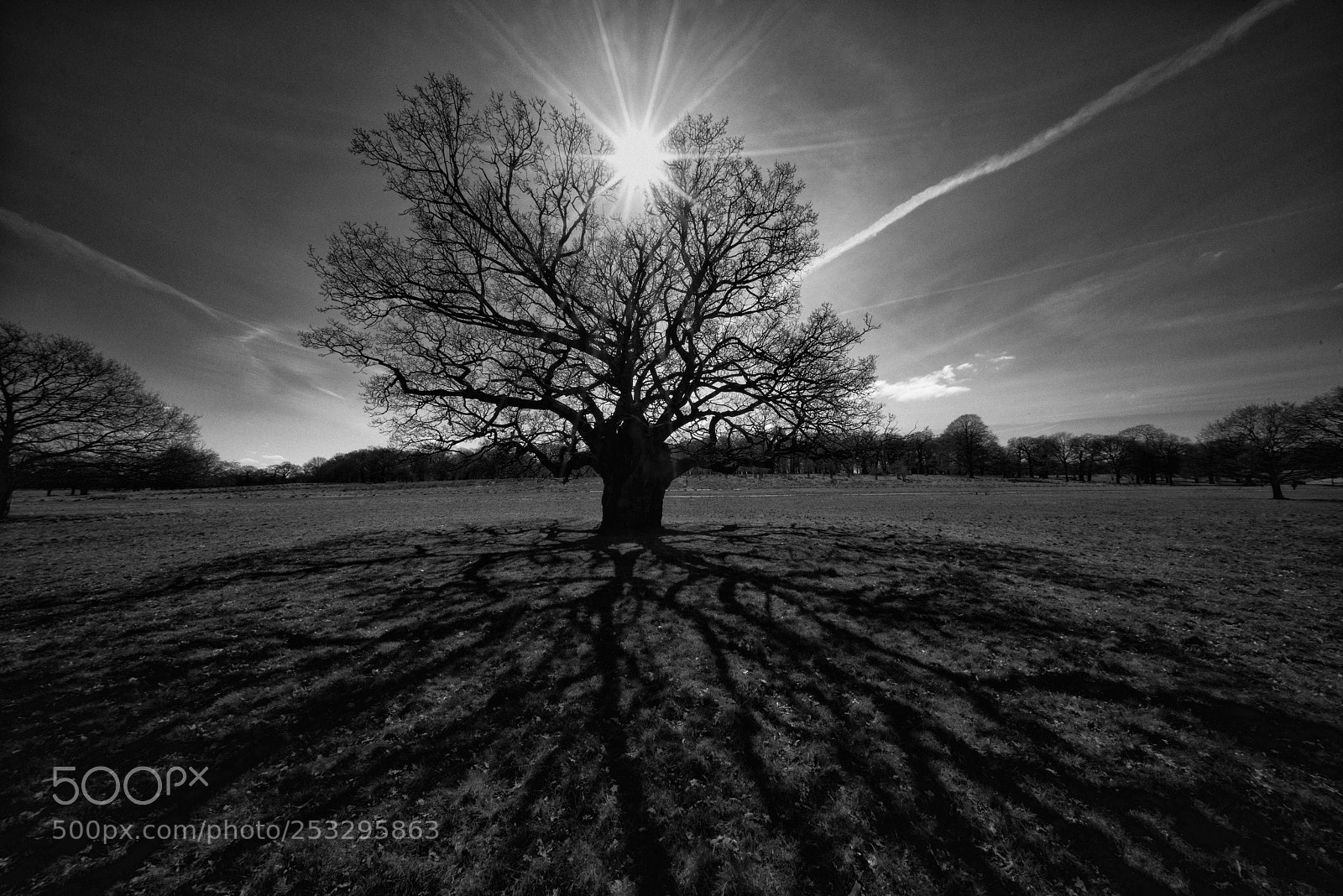 Sony a7R sample photo. Man behind tree photography