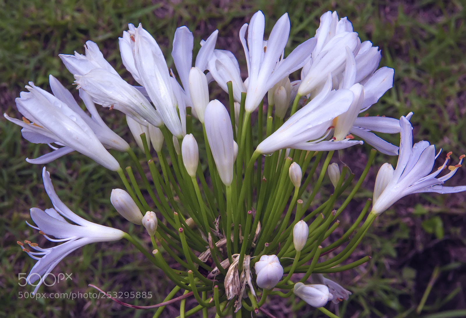 Canon EOS 7D sample photo. Flowers photography