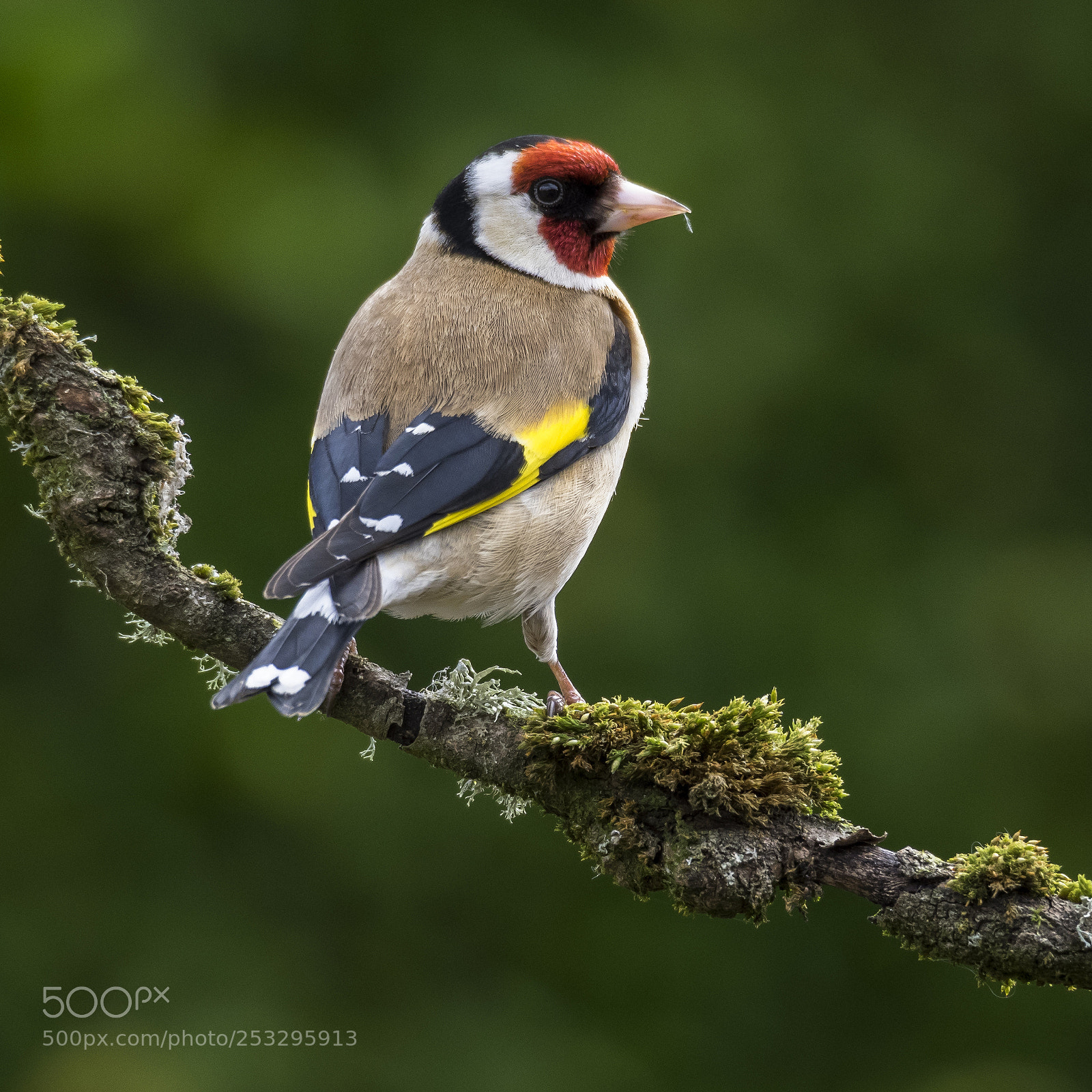 Olympus OM-D E-M1 sample photo. Goldfinch photography