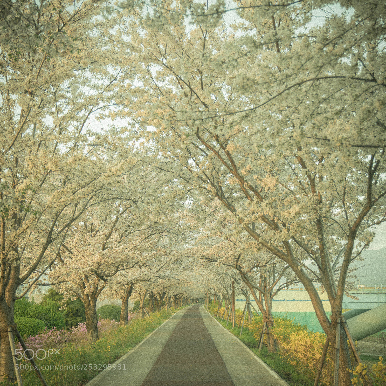 Sony a7R II sample photo. レトロ photography