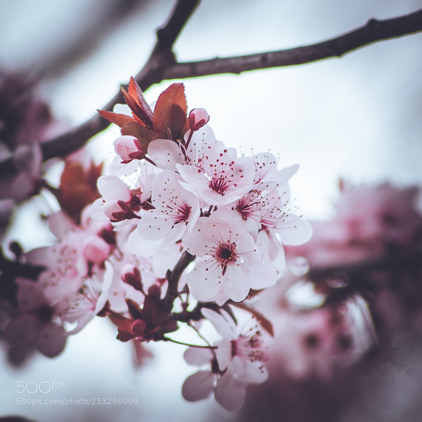 Canon EOS 1000D (EOS Digital Rebel XS / EOS Kiss F) sample photo. Darkness in my heart photography
