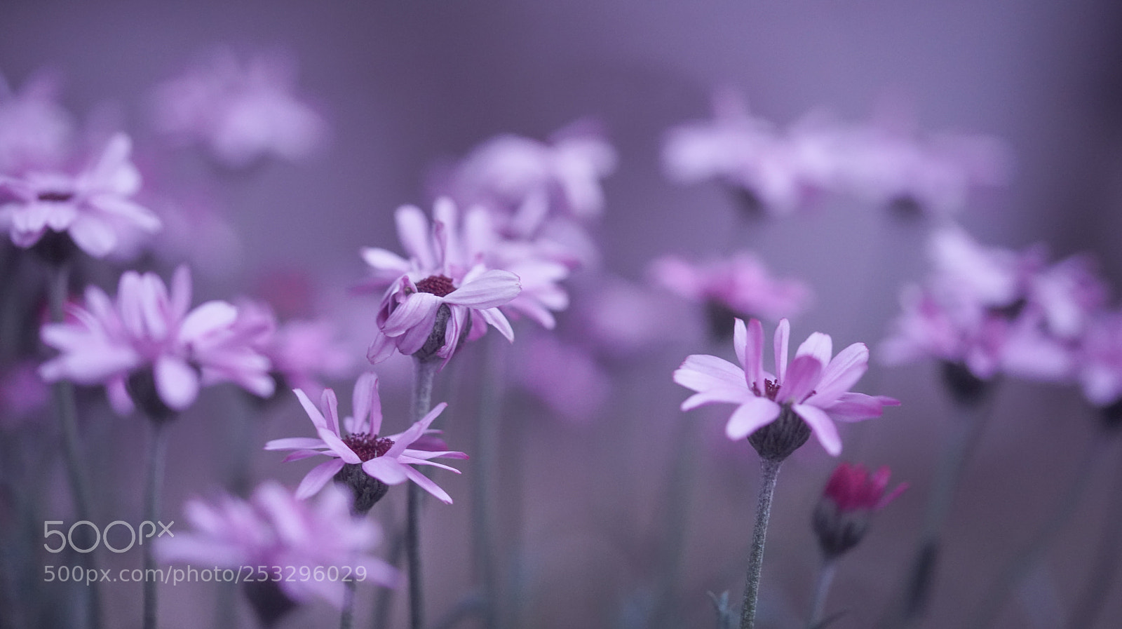 Sony a7R III sample photo. Abundance photography