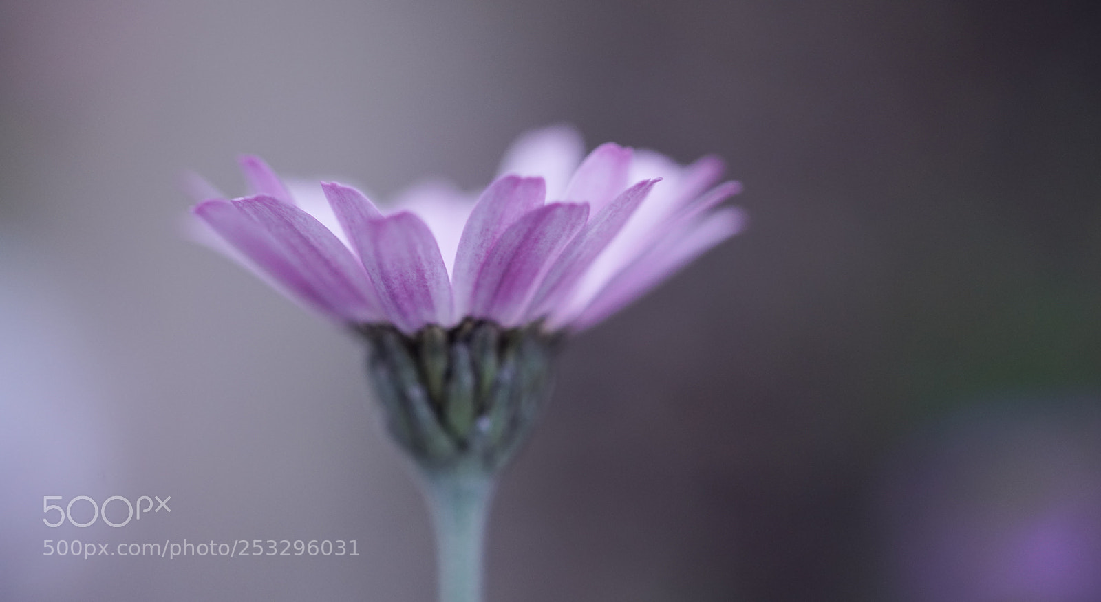 Sony a7R III sample photo. Solitary photography