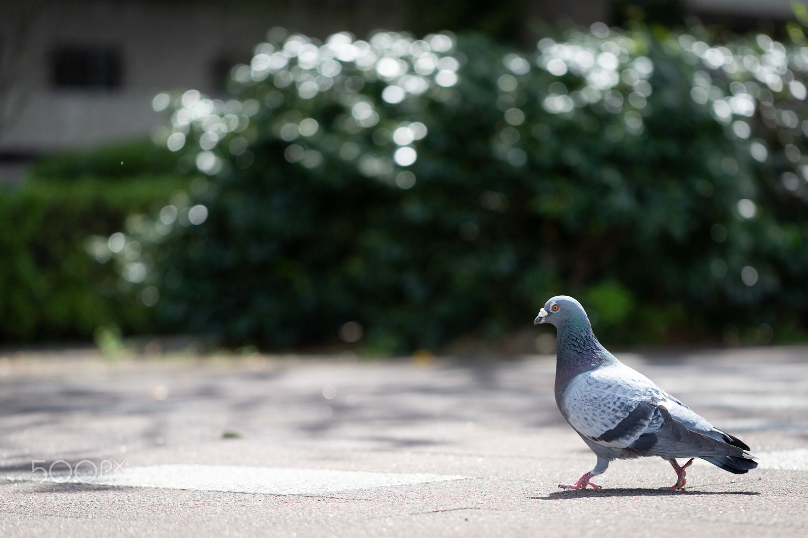 Canon EOS 6D Mark II sample photo. Pigeon photography