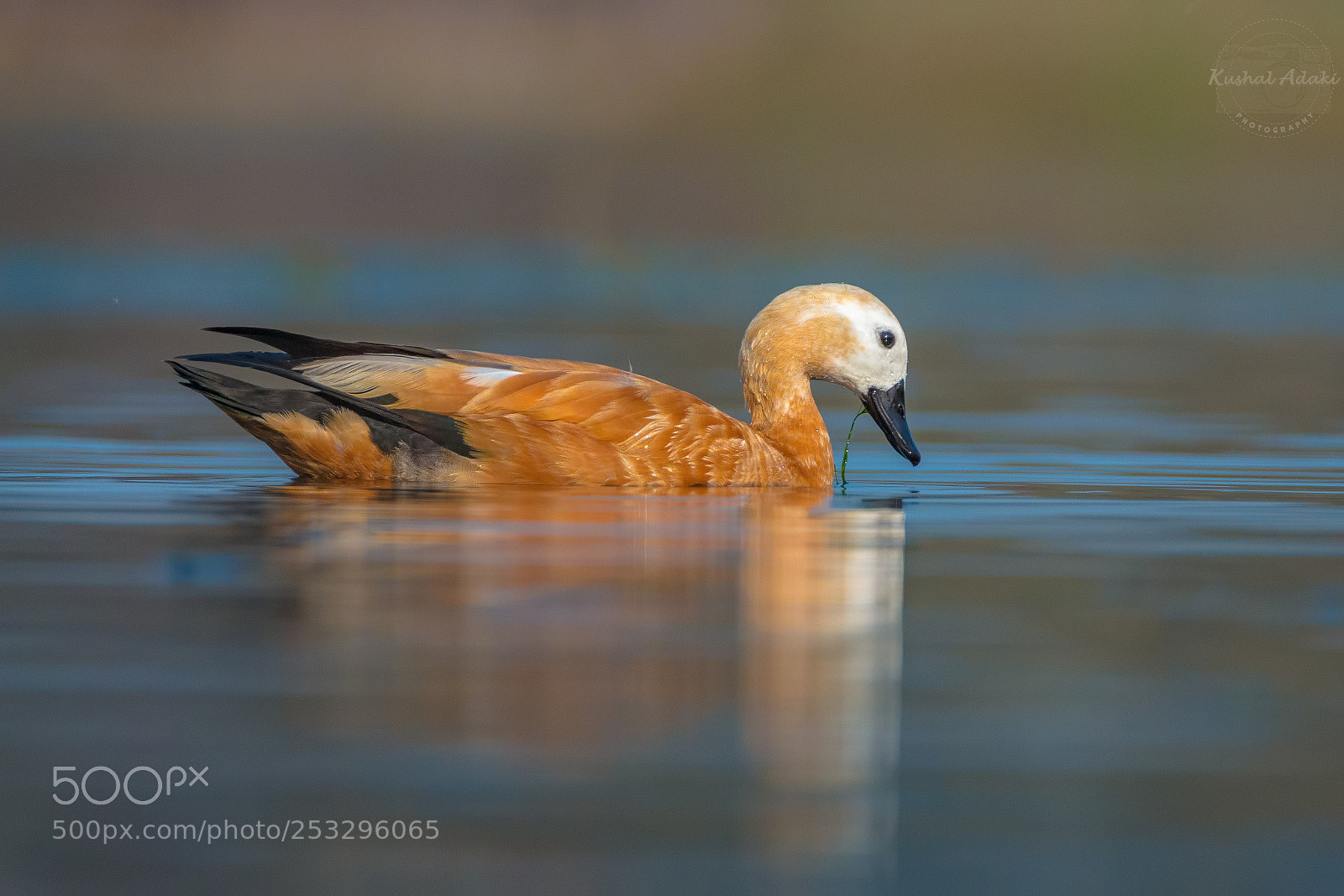 Canon EOS 70D sample photo. Brahminy duck photography