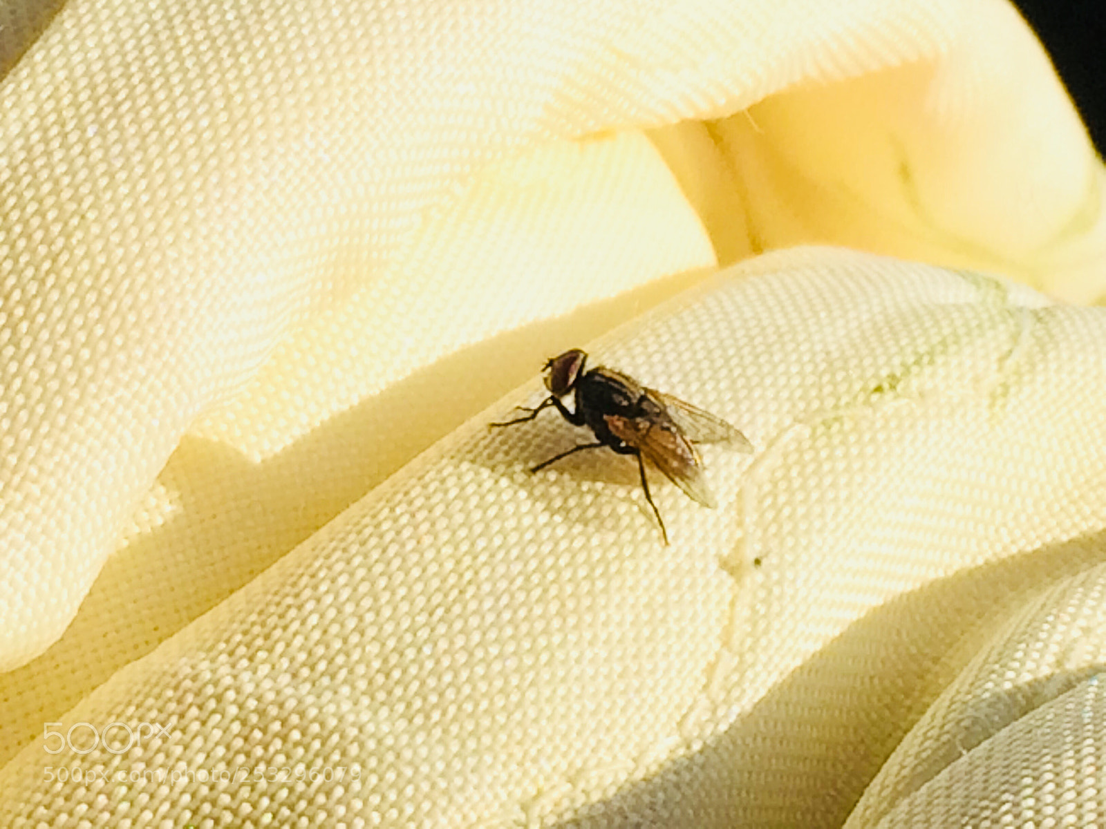 Apple iPhone 5s sample photo. Fly in fashion  photography