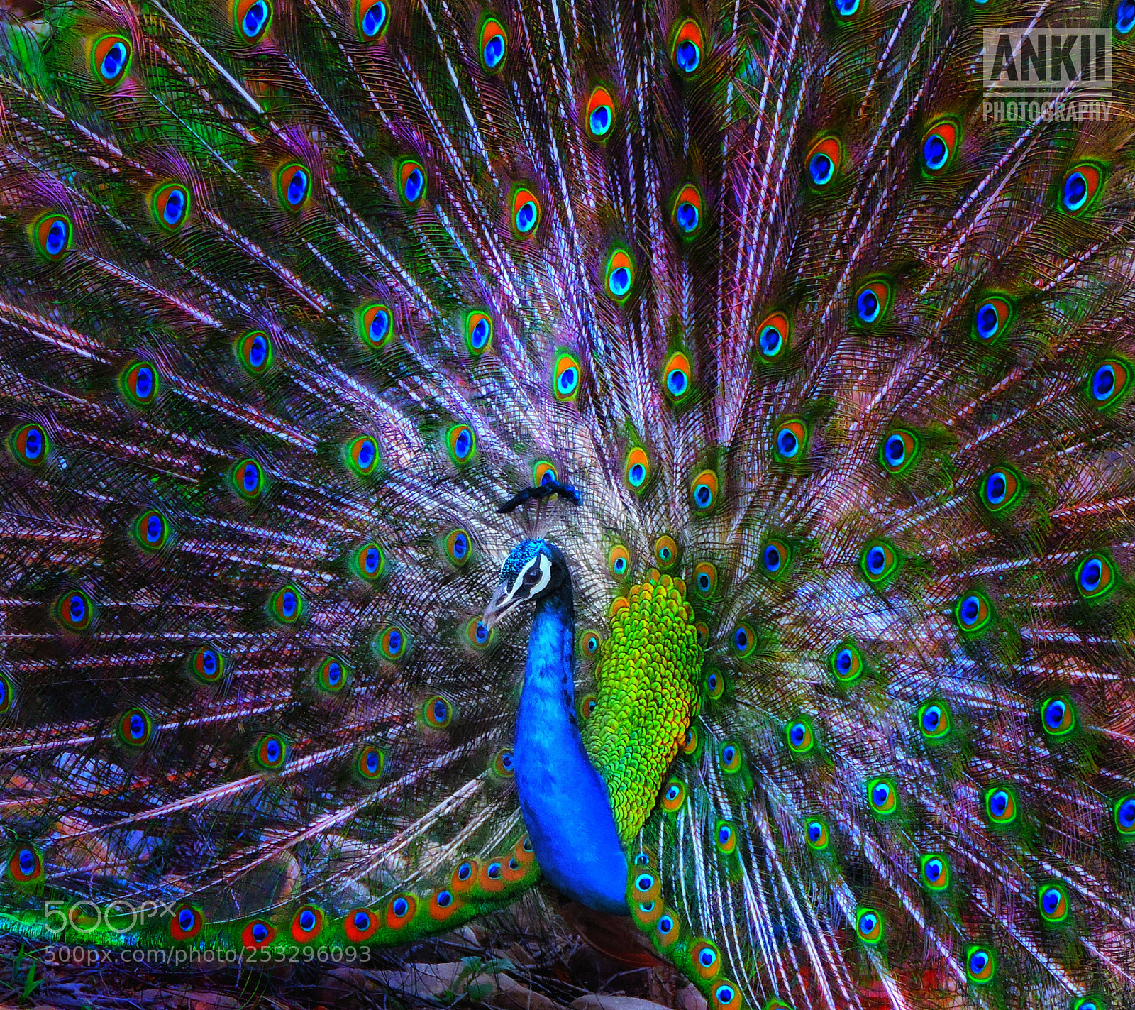 Nikon Coolpix P520 sample photo. Indian peafowl photography