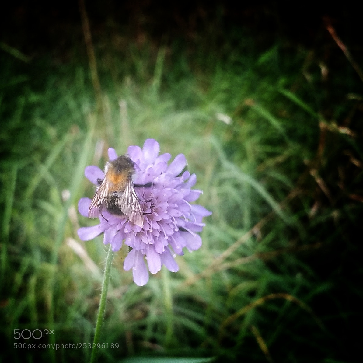 Samsung Galaxy Note4 sample photo. Hummel photography