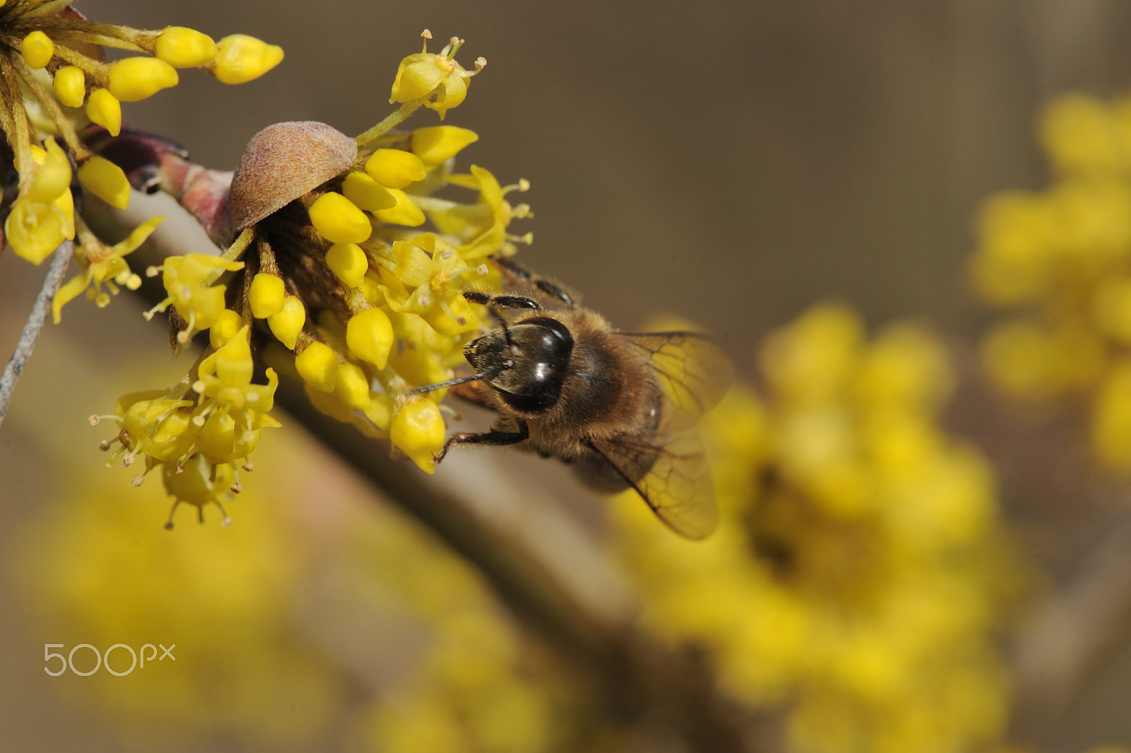 Nikon D3 sample photo. Honeybee on cornelian cherry photography