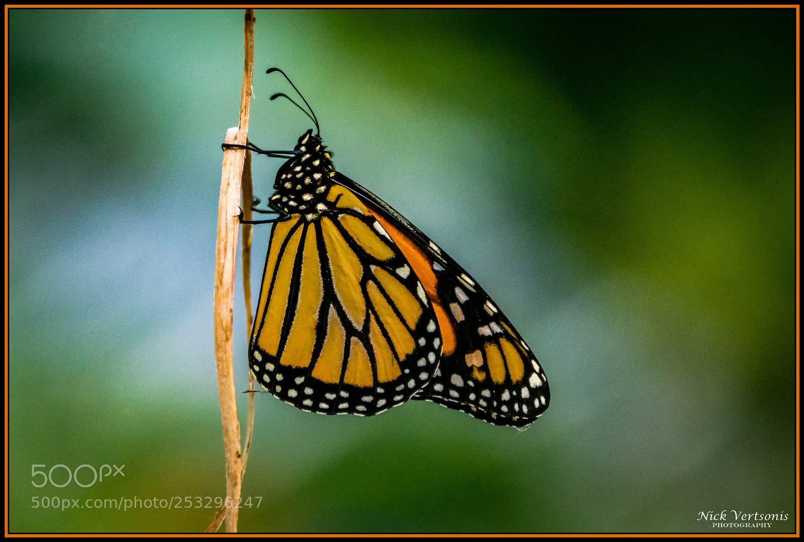 Nikon D7200 sample photo. Fly like a butterfly... photography