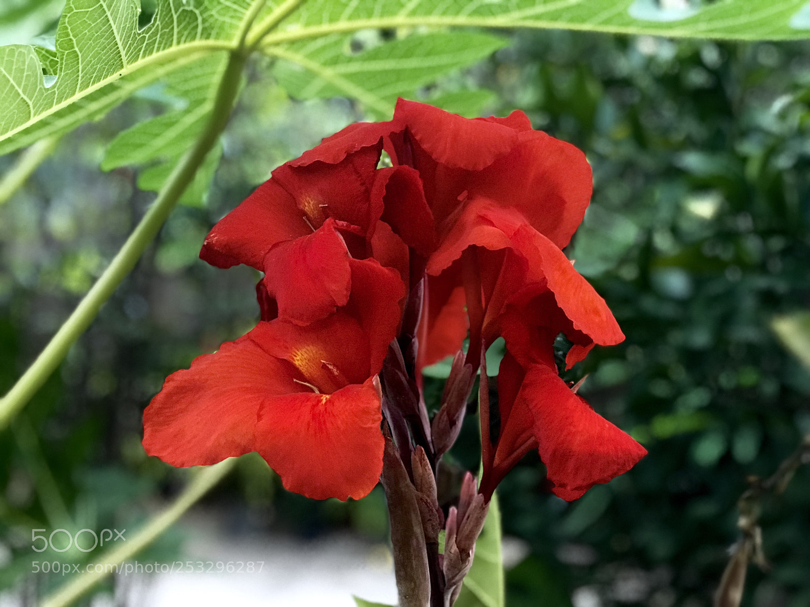 Apple iPhone 7 Plus sample photo. Cannaceae red flowers photography