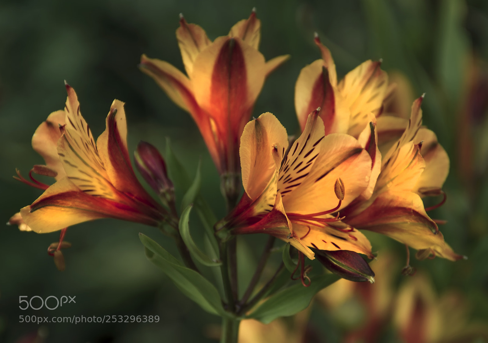 Canon EOS 7D sample photo. Flowers photography