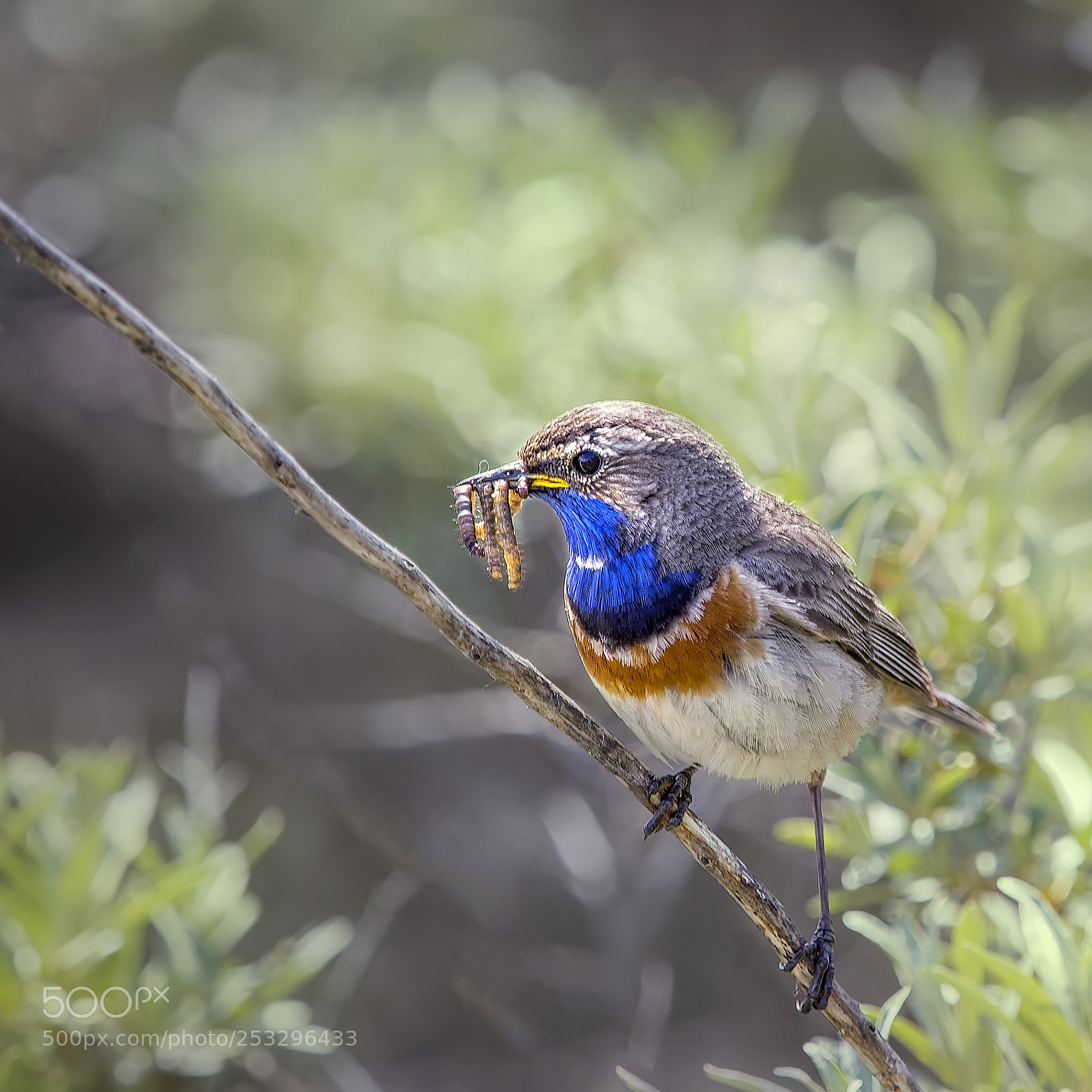 Olympus OM-D E-M1 sample photo. Bluethroat with food... photography