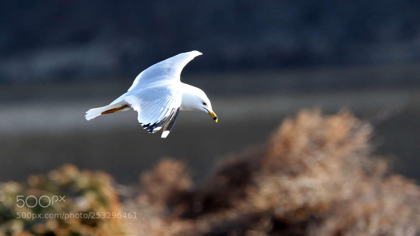 Canon EOS 7D Mark II sample photo. Ring-billed gull photography