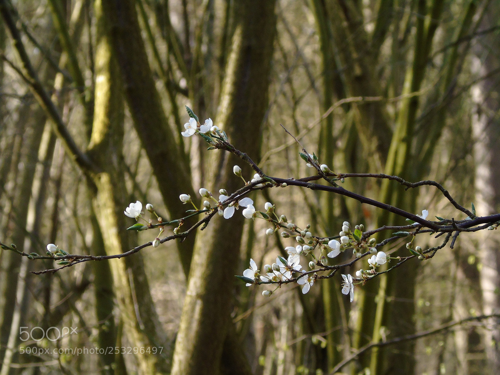 Sony Cyber-shot DSC-H400 sample photo. White blossom in the photography
